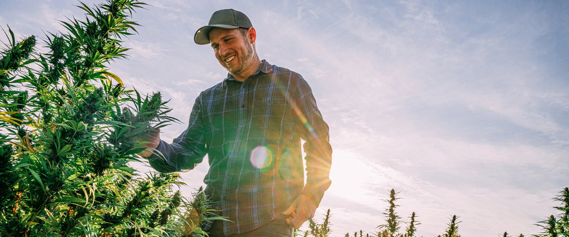 A farmer wearing a cap and plaid shirt examines a cannabis plant in a sunlit field, smiling as he inspects the healthy crop. 