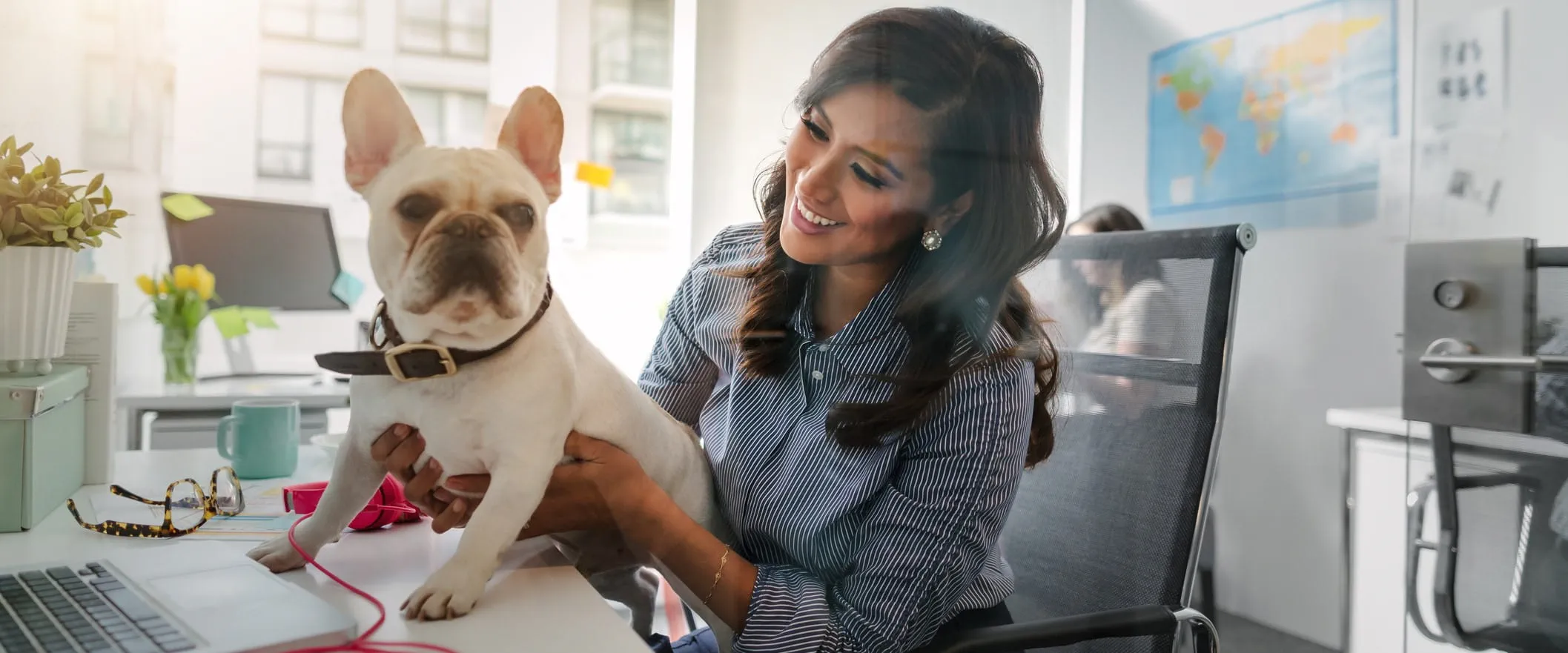An office worker sits at their desk with a french bulldog sitting on their lap.